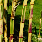 Phyllostachys preacox viridisulcata.JPG